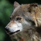 Frecher Wolf