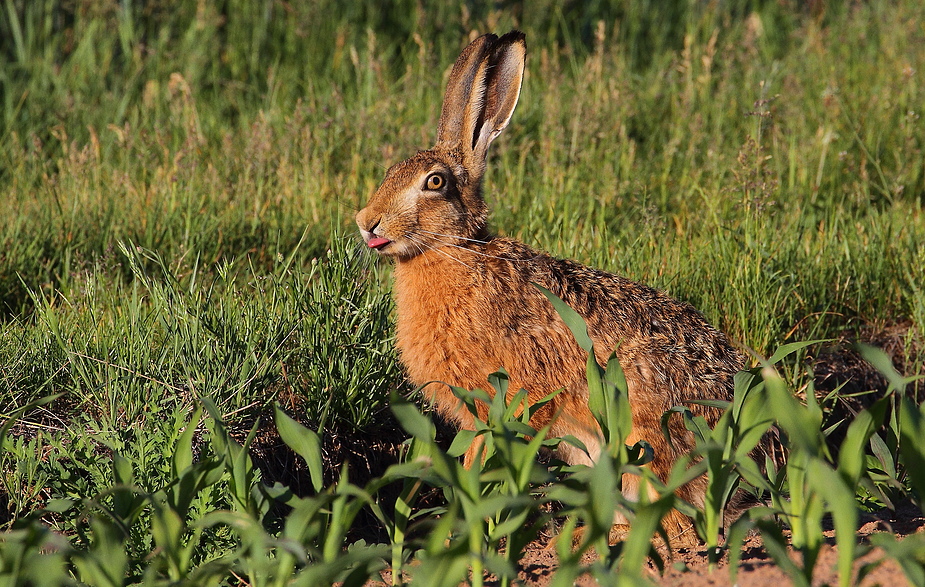 Frecher zungenbleckender Hase .....