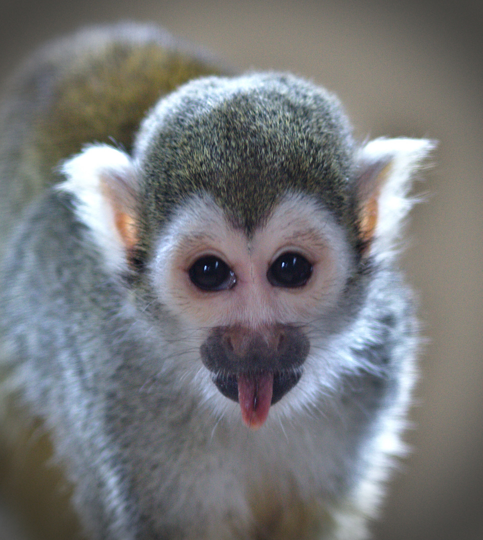Freches Äffchen Foto & Bild natur, süß, zoo Bilder auf