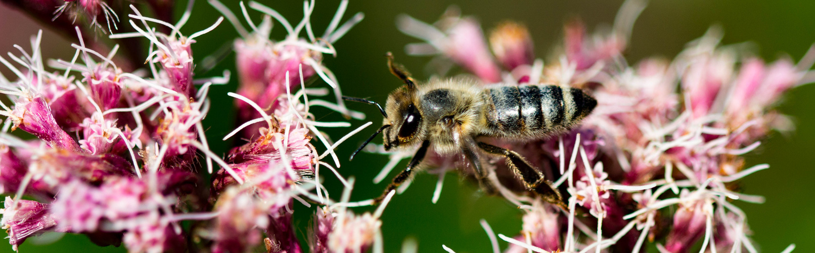 freches Bienchen