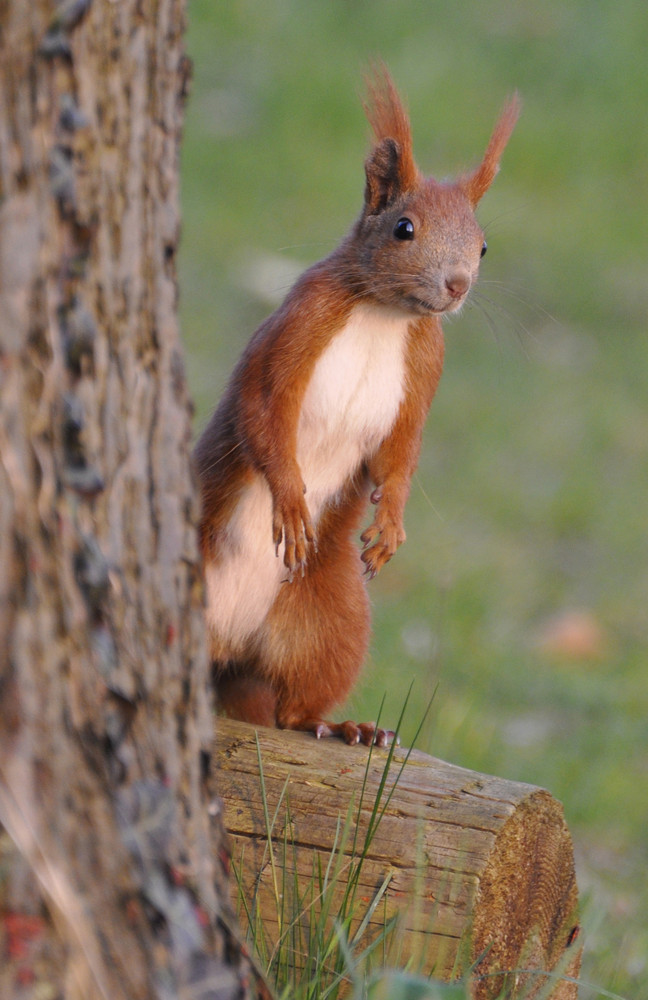 freches Eichhörnchen