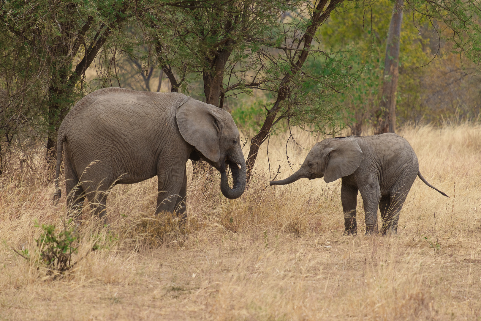 Freches Elefantenbaby, Tarangire NP