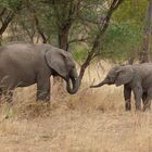 Freches Elefantenbaby, Tarangire NP