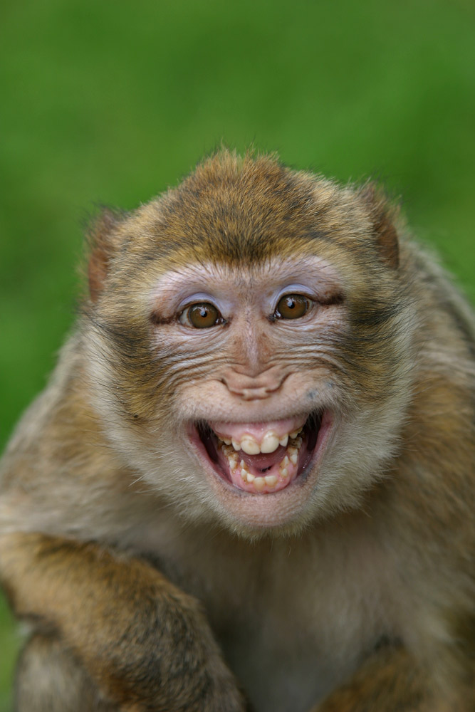 Freches Grinsen Foto & Bild tiere, zoo, wildpark & falknerei