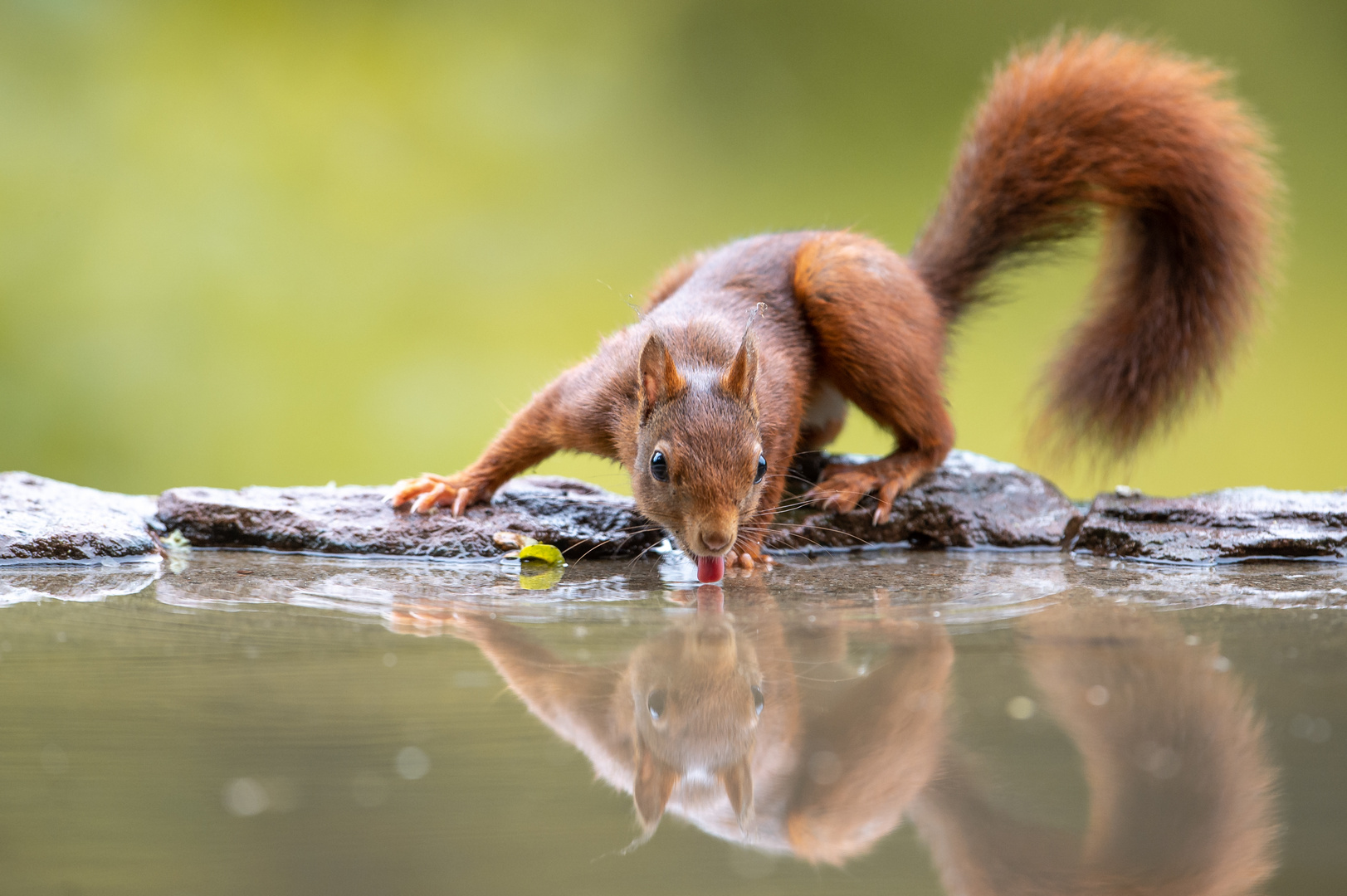 Freches Hörnchen