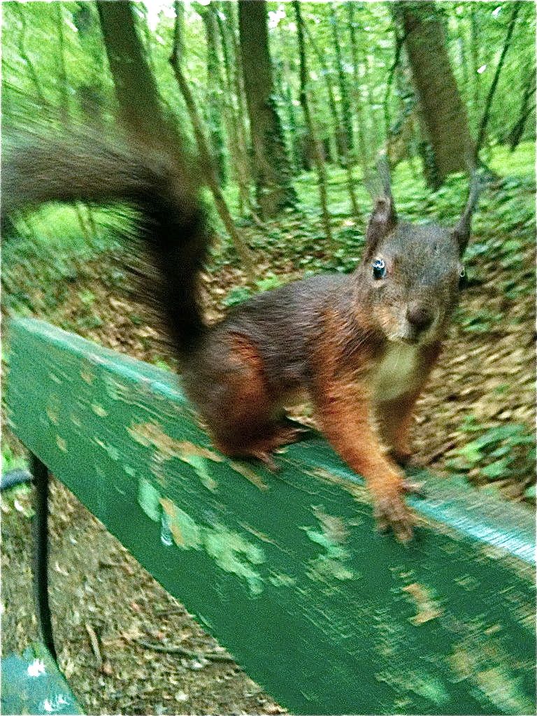 Freches Hörnchen - und gar nicht scheu