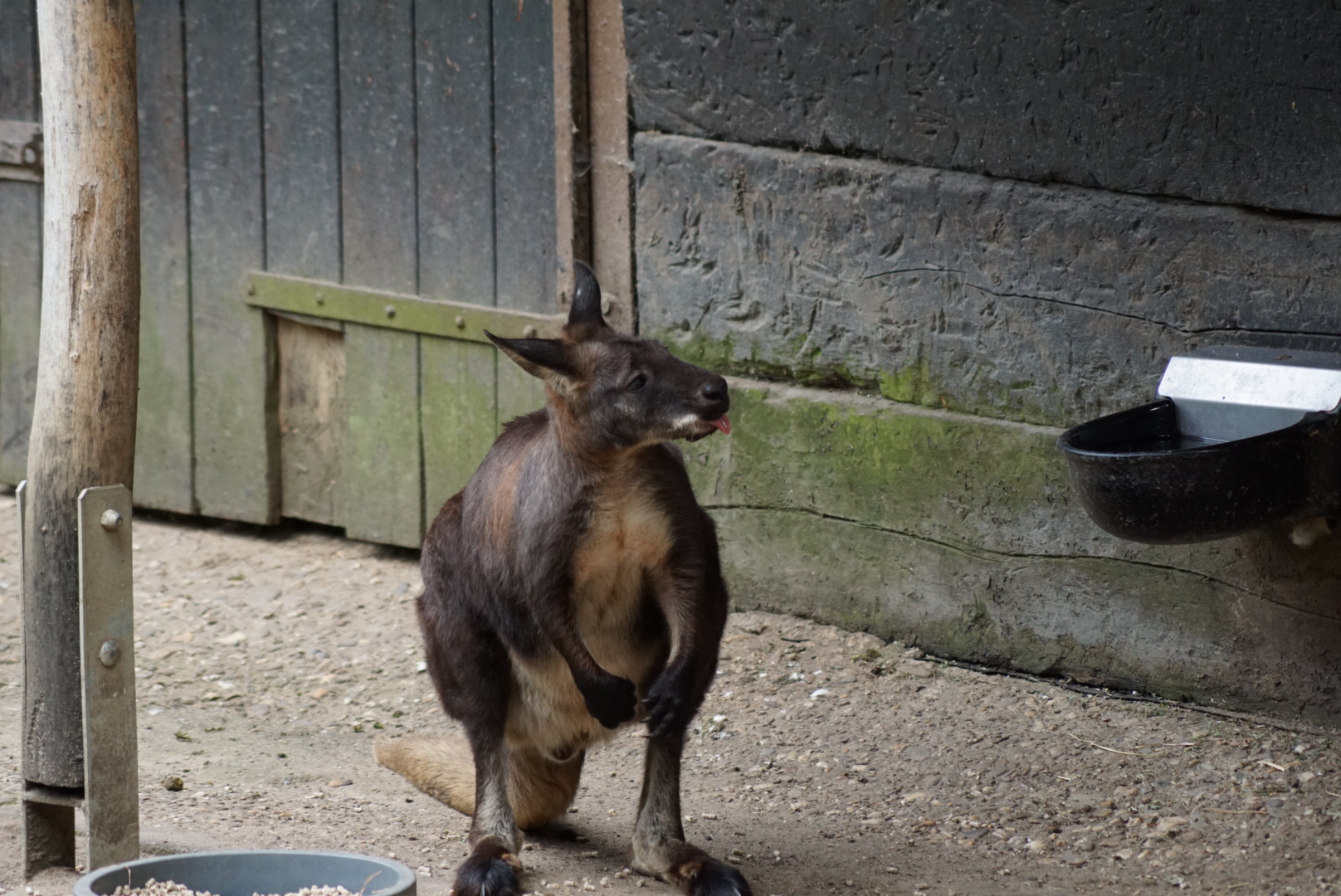 Freches Känguru