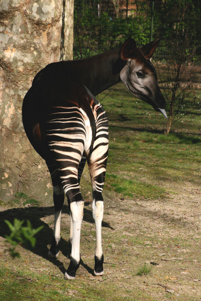 Freches Okapi