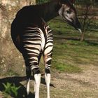 Freches Okapi