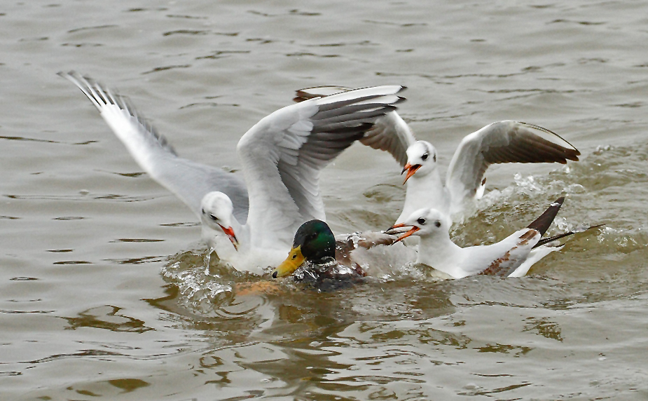 "Freches Vogelvolk - die Möwen"