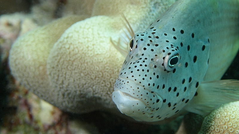 Freckled Hawkfish - Paracirrhites forsteri - Gestreifter Korallenwächter