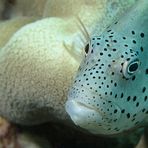 Freckled Hawkfish - Paracirrhites forsteri - Gestreifter Korallenwächter