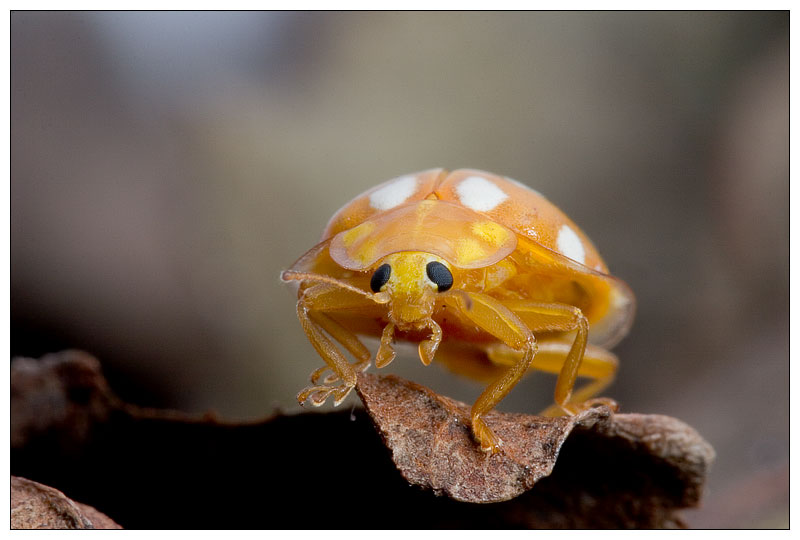 Fred, a mildew ladybug
