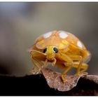 Fred, a mildew ladybug