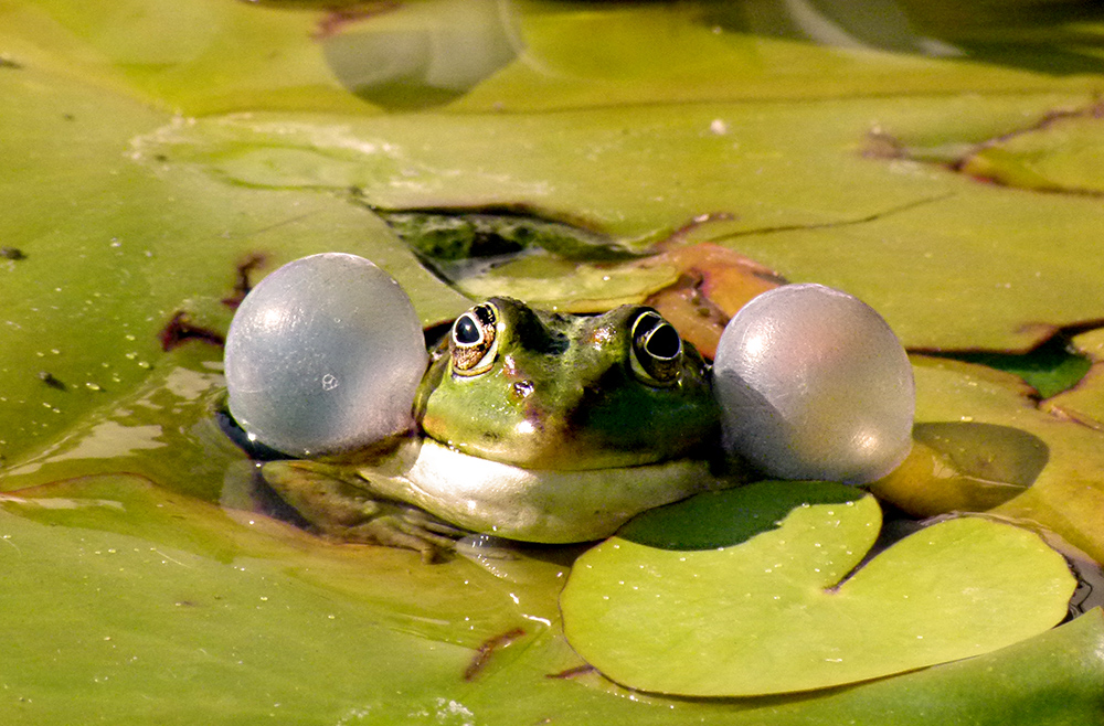 Fred The Frog macht Musik