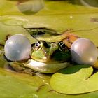 Fred The Frog macht Musik