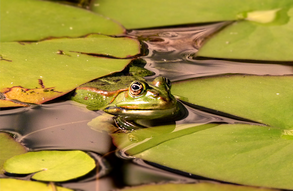 Fred The Frog - mittig!