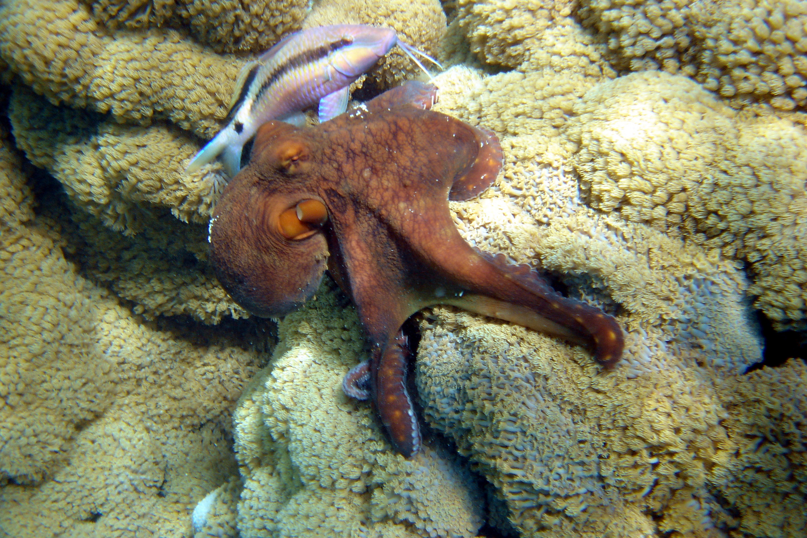 Fred the Octopus