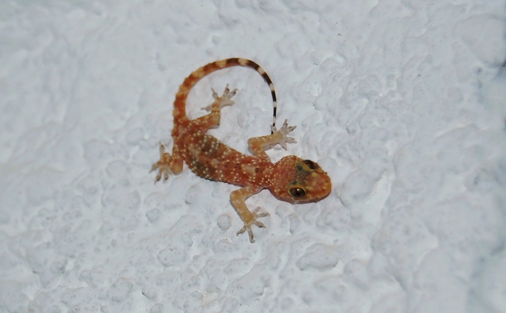 "Fred " unser europäischer Halbfingergecko