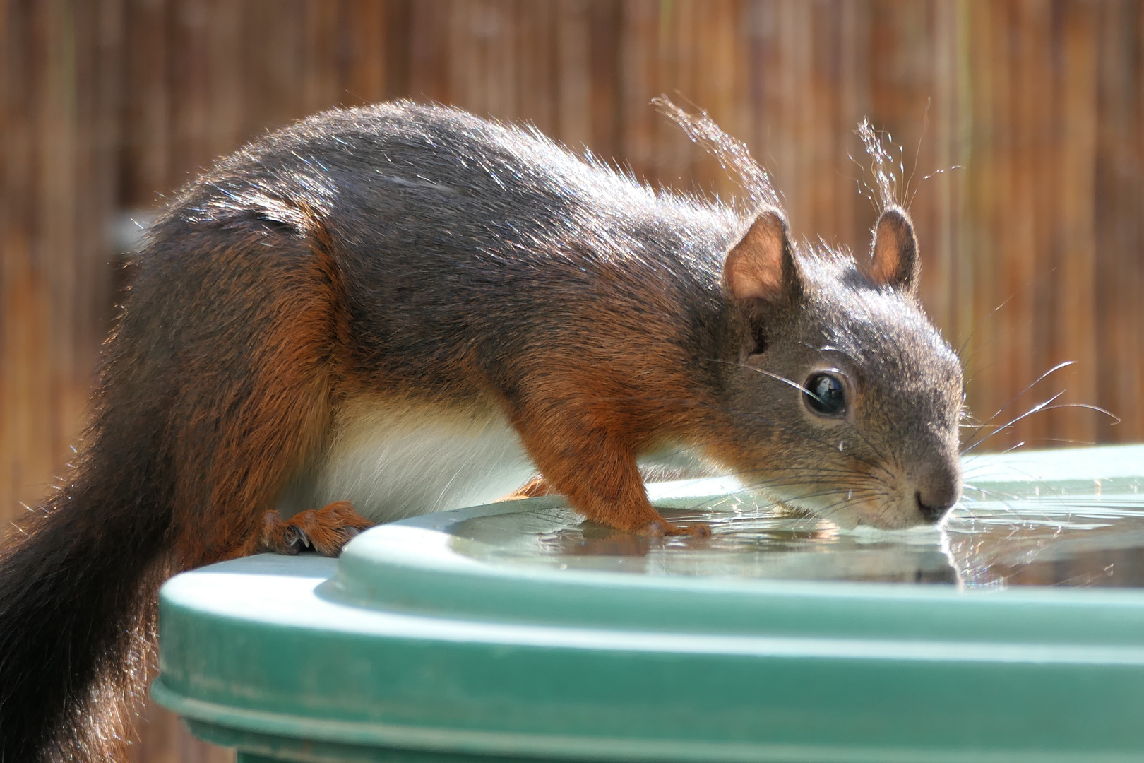 Freddy an der Wasserstelle