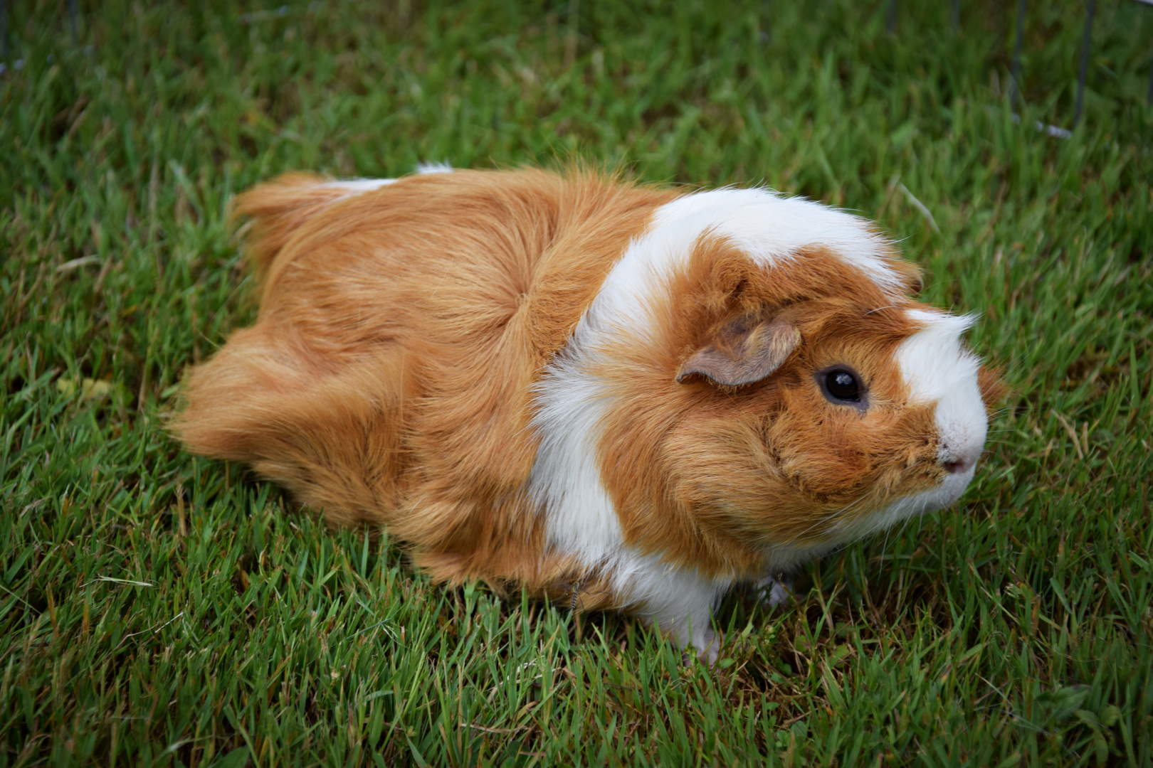 Freddy das Meerschweinchen