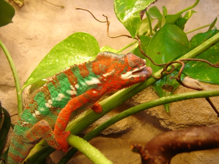 Freddy - Furcifer pardalis "Ambilobé" (Pantherchamäleon) beim trinken