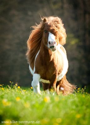 Freddy Komplettversion