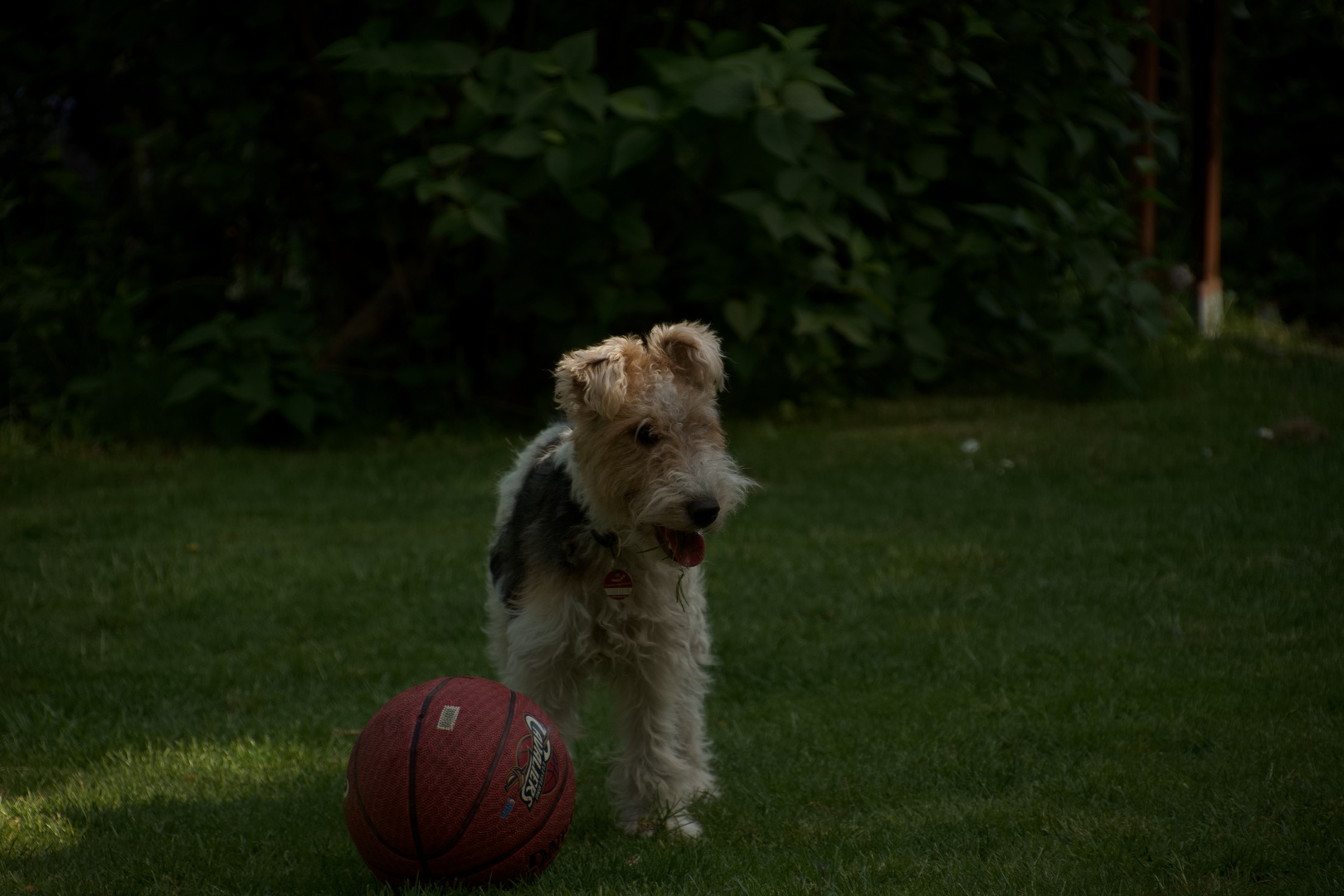 Freddy spielt Ball