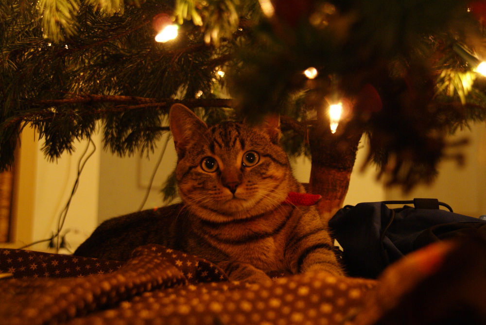 Freddy unterm Weihnachtsbaum