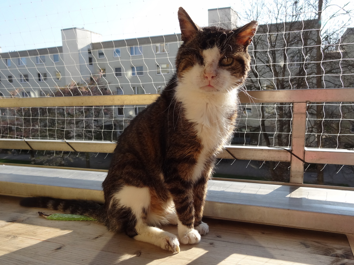 Freddyopa geniest den schönen Tag auf den Balkon