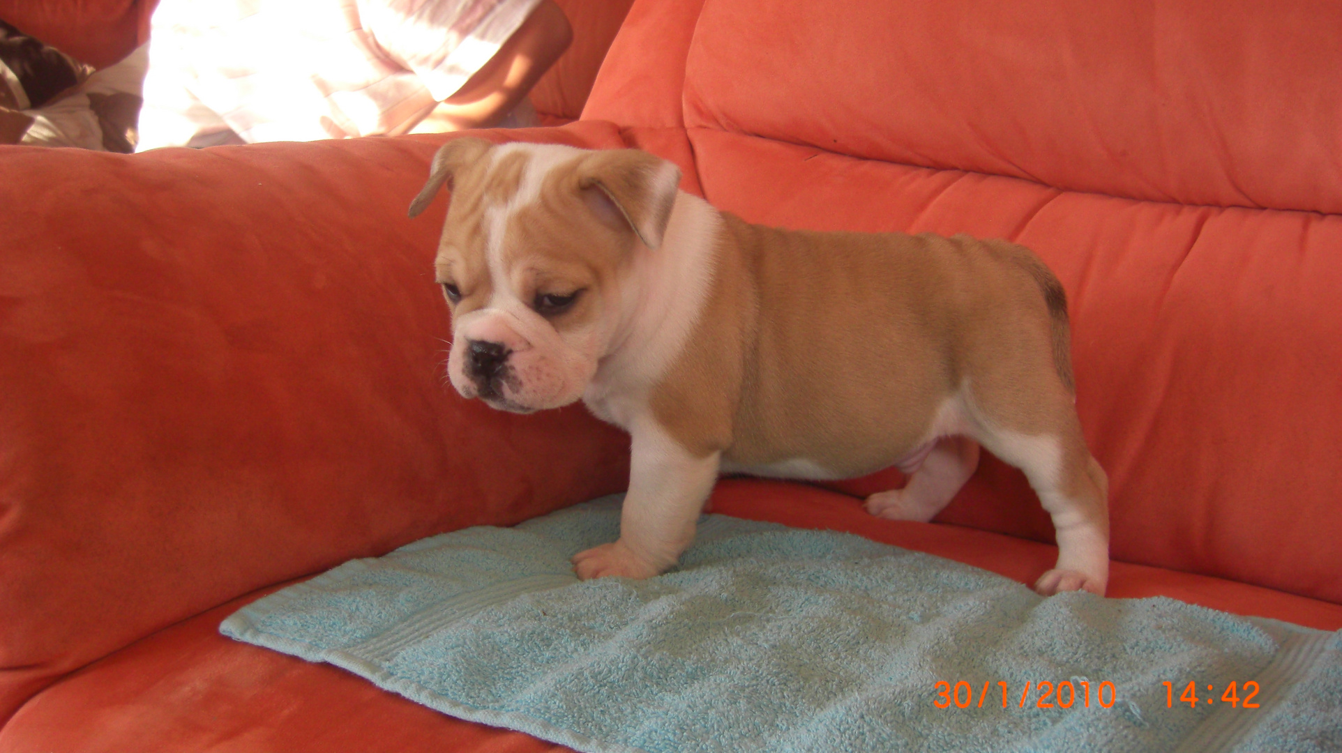 Frederick unser Kleinster Englische Bulldogge Welpe