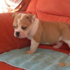 Frederick unser Kleinster Englische Bulldogge Welpe