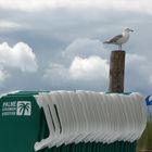 Frederikshavn am Palmenstrand