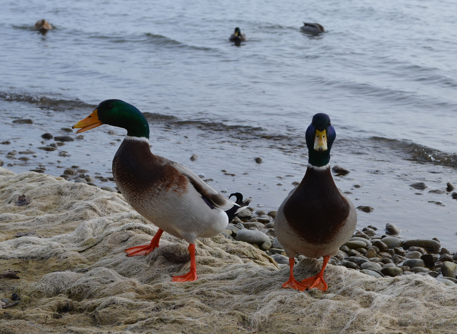 Fredi und Fridolin stellen sich vor, gestatten zwei Stockenten Männchen