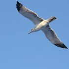 Free As A Bird | A Seagull *I Love Birds*