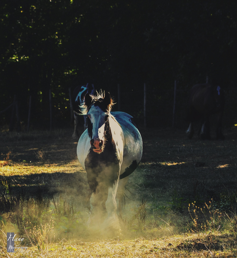 Free as a Horse 