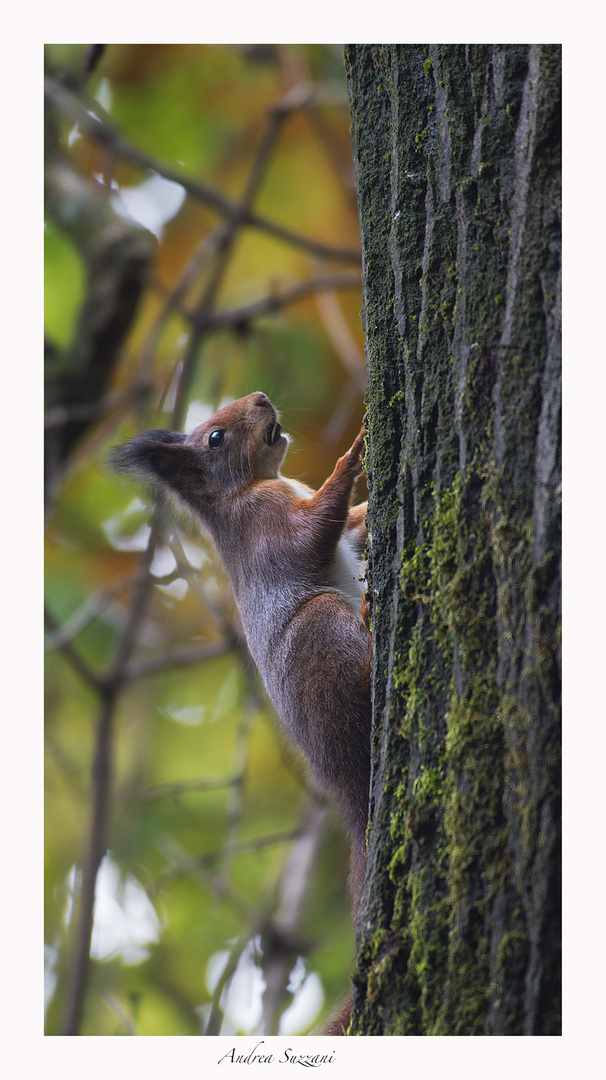 free climbing