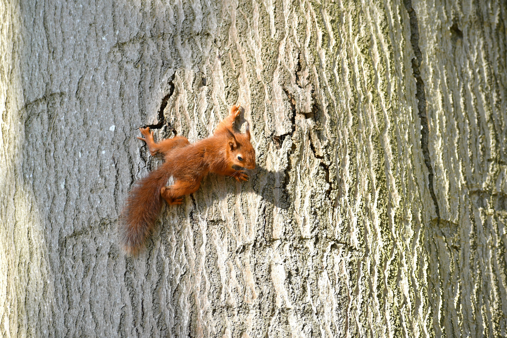 Free climbing für Fortgeschrittene