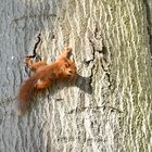 Free climbing für Fortgeschrittene