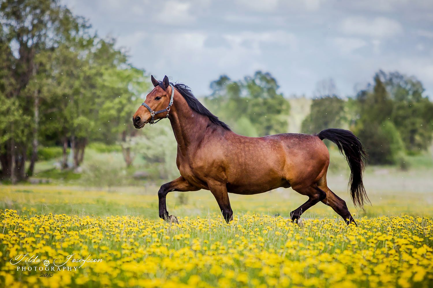 Free horse