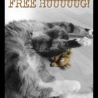 free hug