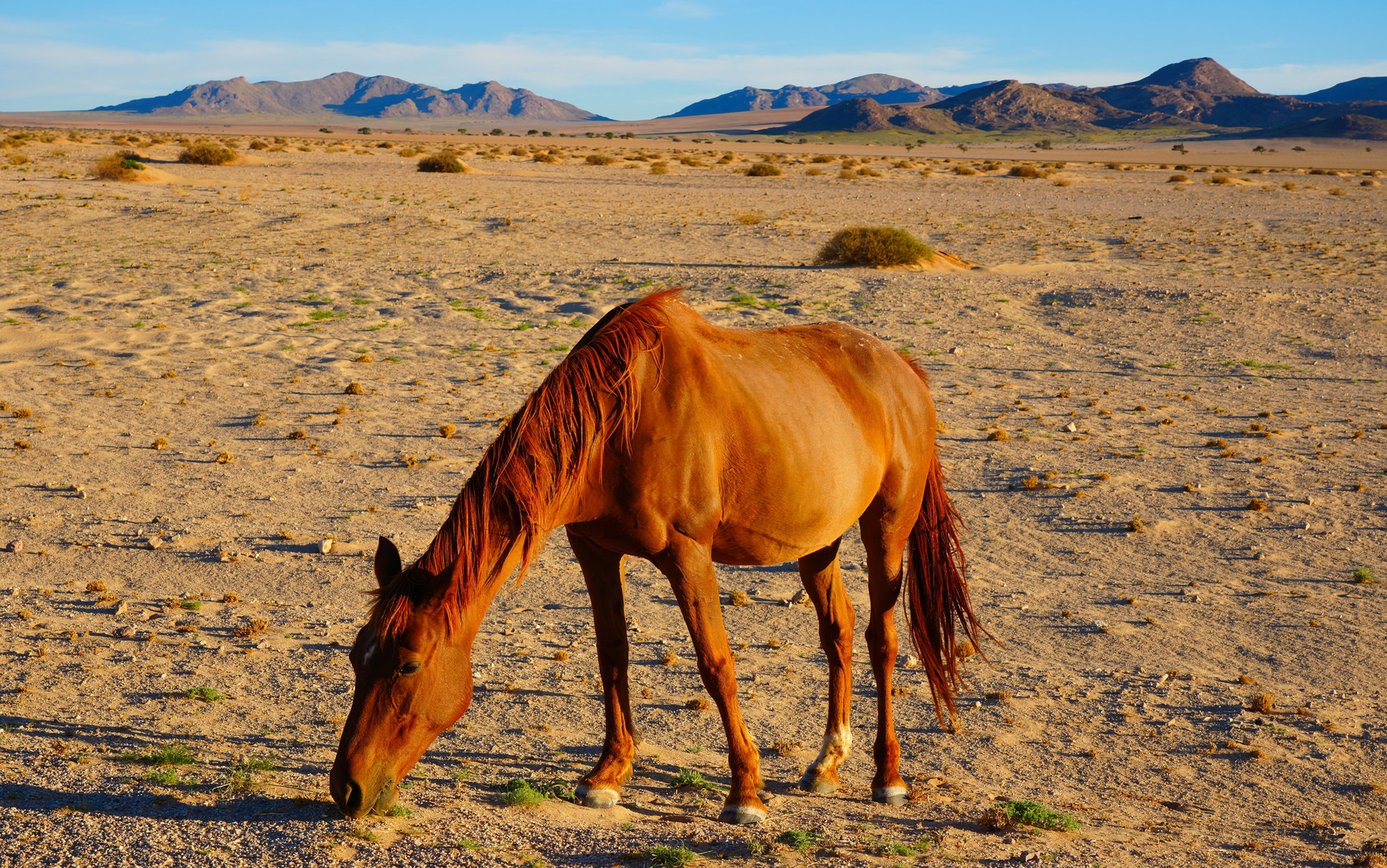 Free-roaming Horses of the Namib - 1