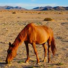 Free-roaming Horses of the Namib - 1