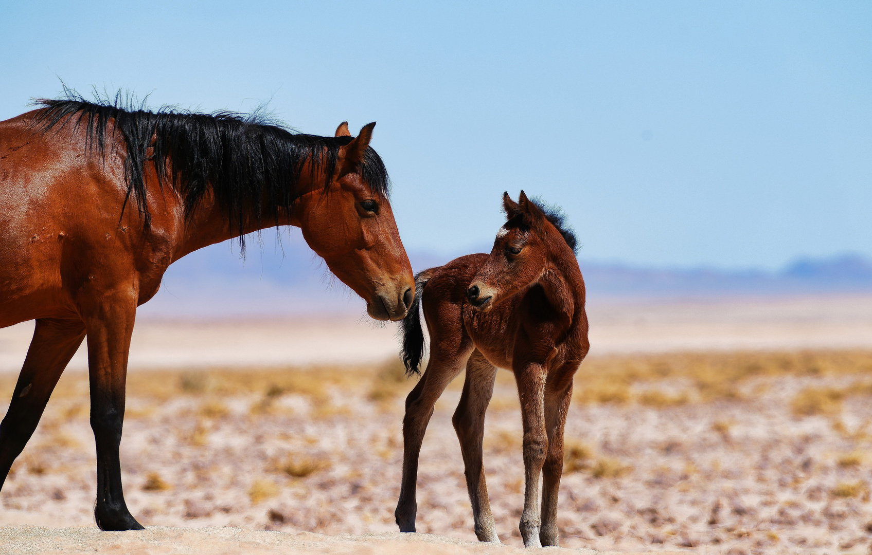 Free-roaming Horses of the Namib - 2.4