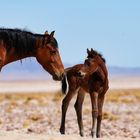 Free-roaming Horses of the Namib - 2.4