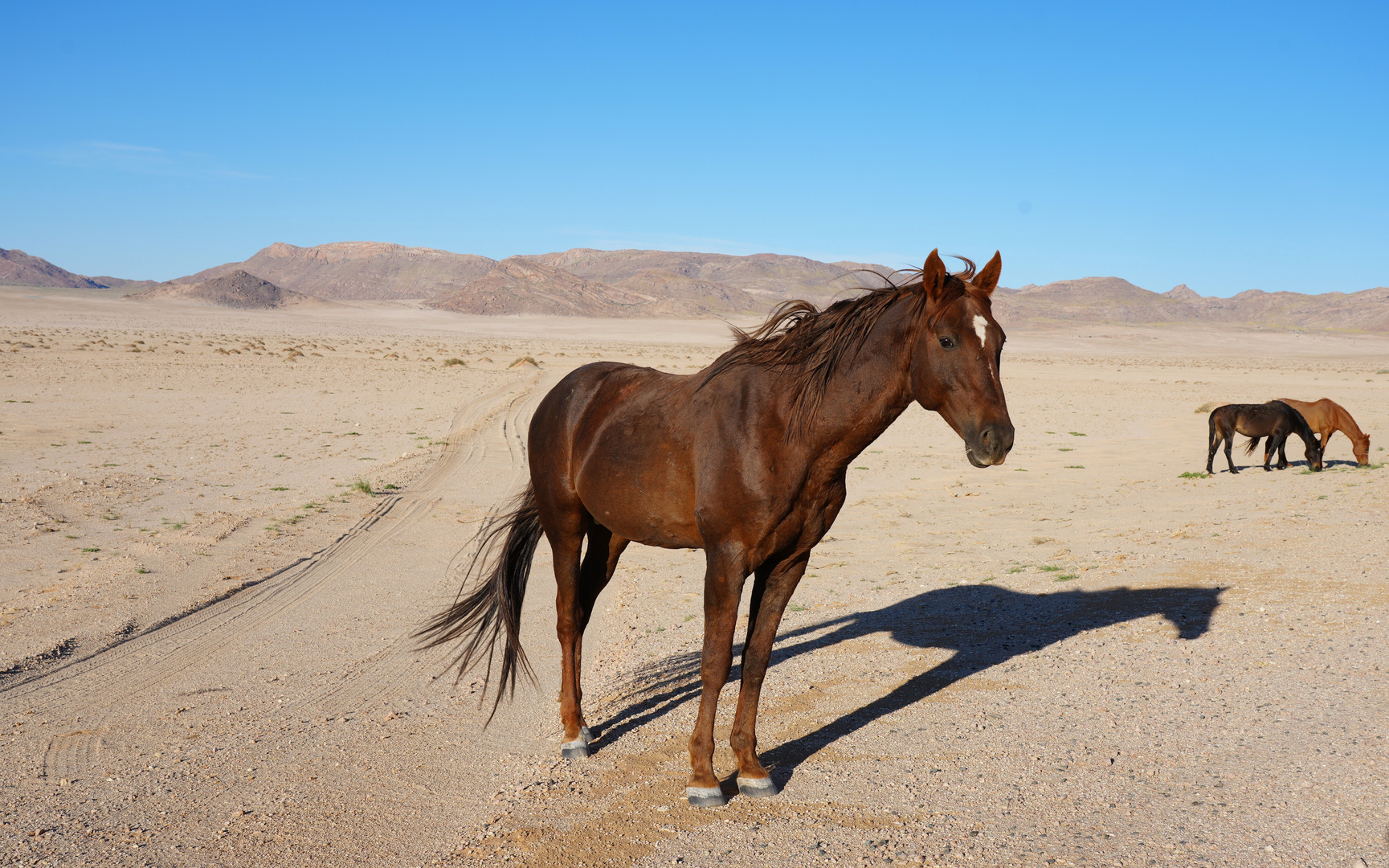 Free-roaming Horses of the Namib - 4