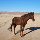 Free-roaming Horses of the Namib - 4