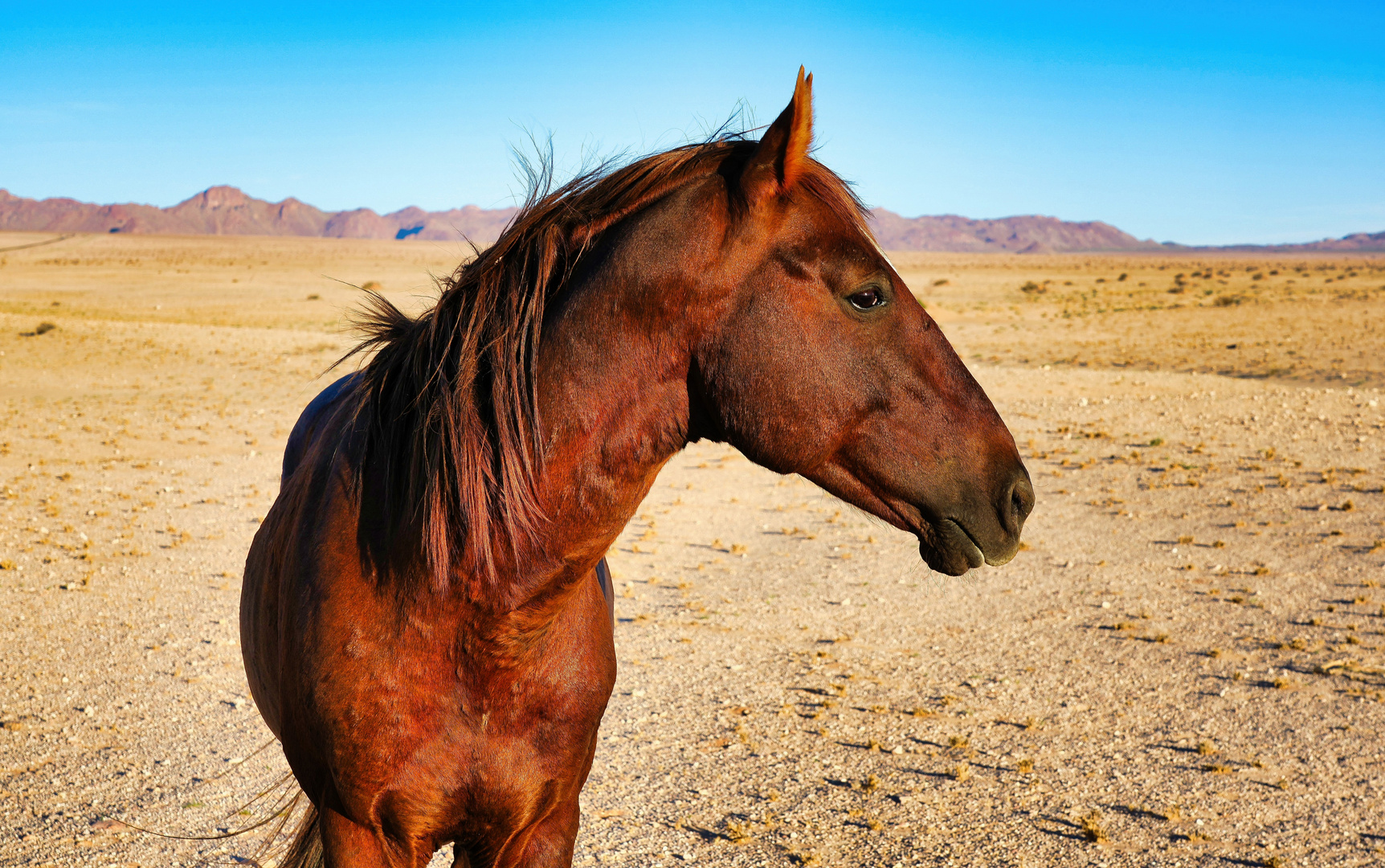 Free-roaming Horses of the Namib - 6-2