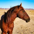 Free-roaming Horses of the Namib - 6-2