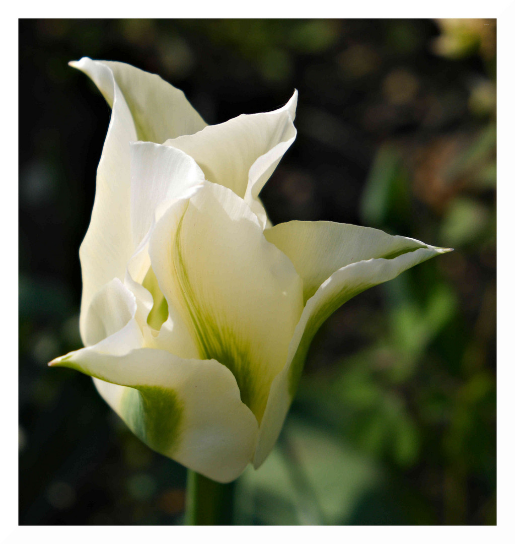 Free Style Tulip